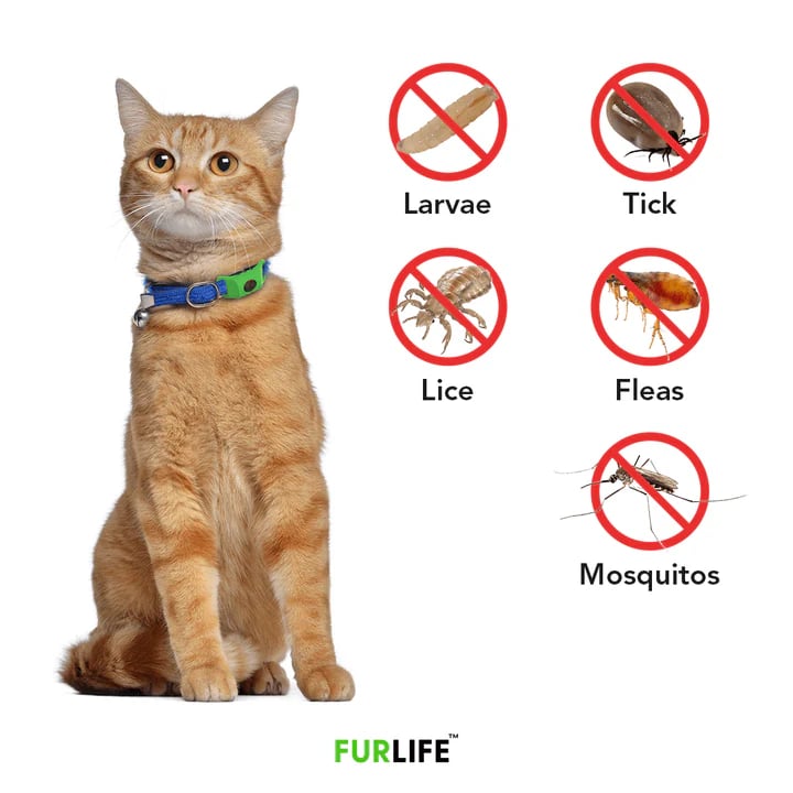 ⏰Last Day 50% OFF-🐕12 Months Flea and Tick Free